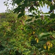 Kiwibeere Pflanze Obstbau Knaller
