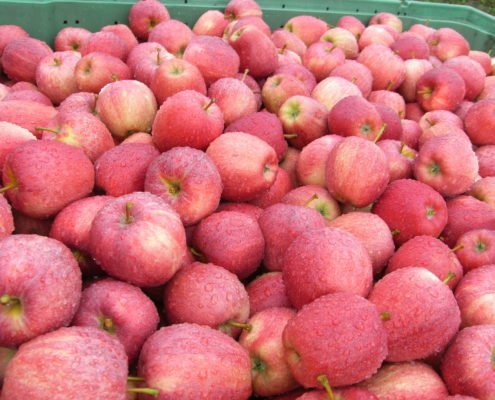 Obstbau Knaller Gala Äpfel